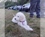 Small Photo #2 Pyredoodle Puppy For Sale in Croydon, NH, USA