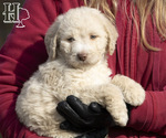 Small #1 Poodle (Standard)