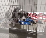 Small #1 American Staffordshire Terrier Mix