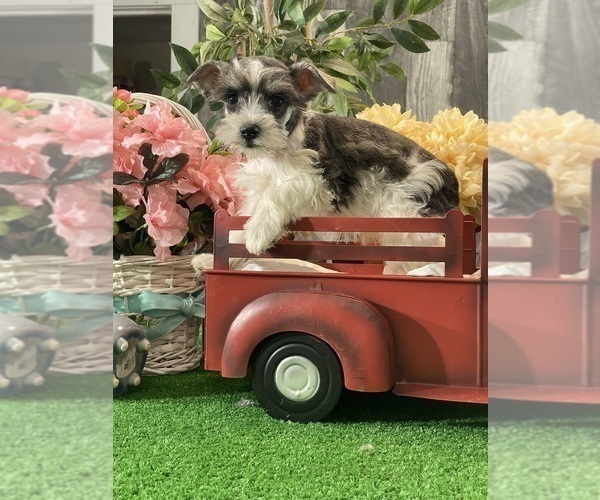 Medium Photo #2 Schnauzer (Miniature) Puppy For Sale in CANOGA, NY, USA