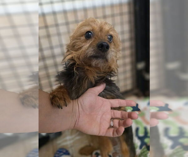 Medium Photo #2 Mutt Puppy For Sale in Osgood, IN, USA