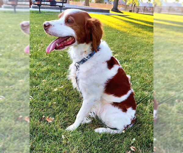 Medium Photo #4 Brittany Puppy For Sale in Curwensville, PA, USA