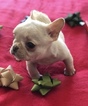 Small #10 French Bulldog