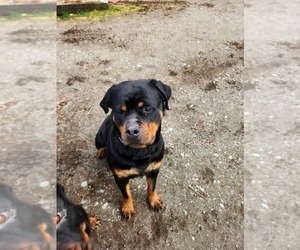 Mother of the Rottweiler puppies born on 04/19/2025