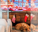 Small Photo #12 Labrador Retriever-Unknown Mix Puppy For Sale in Rockaway, NJ, USA