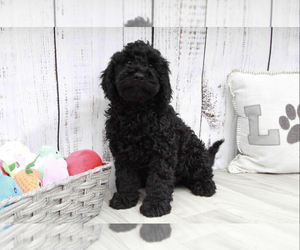 Goldendoodle (Miniature) Puppy for sale in MARIETTA, GA, USA