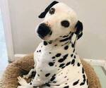 Small Photo #1 Dalmatian Puppy For Sale in WINNETKA, CA, USA