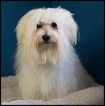 Small Photo #1 Maltipoo Puppy For Sale in DONNA, TX, USA