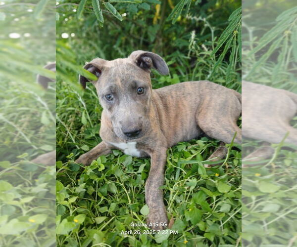 Medium Photo #11 Bull Terrier-Unknown Mix Puppy For Sale in Oak Bluffs, MA, USA