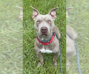 American Staffordshire Terrier-Unknown Mix Dogs for adoption in Fort Lauderdale, FL, USA