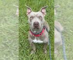 Small American Staffordshire Terrier Mix