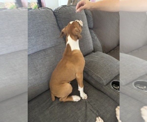 Medium Photo #14 Boxer Puppy For Sale in KISSIMMEE, FL, USA
