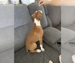 Small Photo #14 Boxer Puppy For Sale in KISSIMMEE, FL, USA
