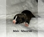Small #5 American Staffordshire Terrier-Boxer Mix