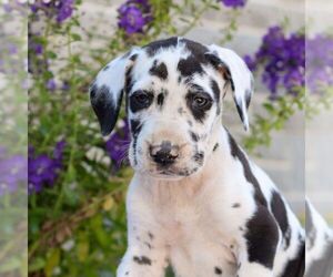 Great Dane Puppy for sale in LEBANON, PA, USA