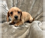 Small #1 Dachshund