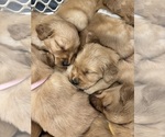 Small #18 Golden Retriever