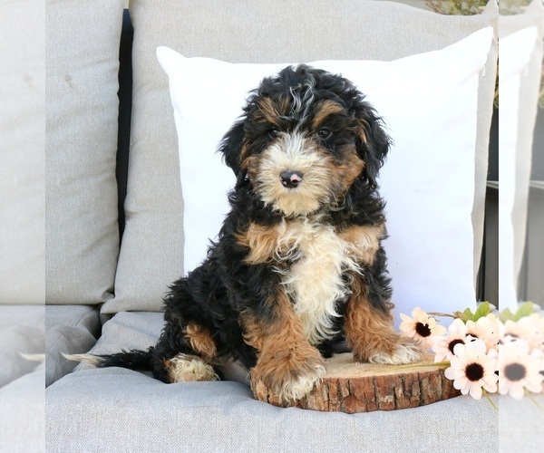 Medium Photo #2 Bernedoodle (Miniature) Puppy For Sale in EPHRATA, PA, USA