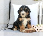 Small Photo #2 Bernedoodle (Miniature) Puppy For Sale in EPHRATA, PA, USA