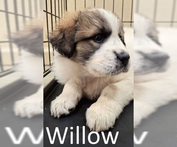 Medium Photo #2 Labrenees Puppy For Sale in Mountain View, AR, USA