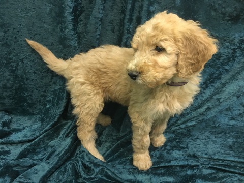 Medium Photo #1 Goldendoodle Puppy For Sale in TEMECULA, CA, USA