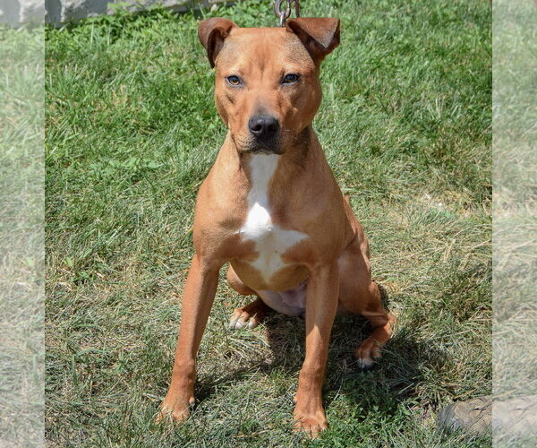 Medium Photo #3 American Staffordshire Terrier-Vizsla Mix Puppy For Sale in Huntley, IL, USA