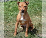 Small #2 American Staffordshire Terrier-Vizsla Mix
