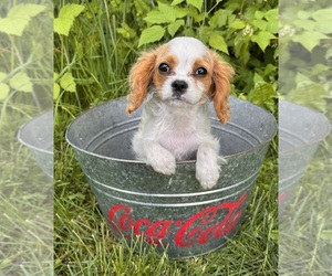 Cavalier King Charles Spaniel Puppy for sale in MIDDLEBURY, IN, USA