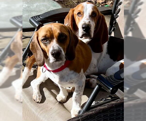 Medium Photo #6 Basset Hound Puppy For Sale in Deepwater, NJ, USA