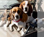 Small #5 Basset Hound