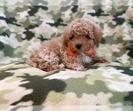 Small Photo #16 Bichpoo Puppy For Sale in LAKELAND, FL, USA