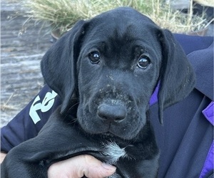 Medium German Shorthaired Lab