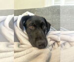 Small #3 Labrador Retriever Mix