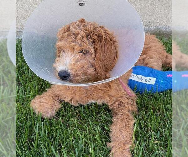 Medium Photo #2 Goldendoodle (Miniature) Puppy For Sale in San Diego, CA, USA