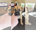 Small #2 Mutt