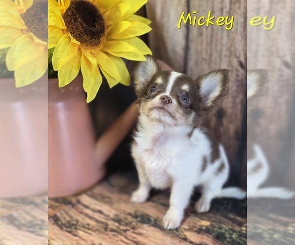 Medium Photo #2 Chihuahua Puppy For Sale in HOMERVILLE, GA, USA