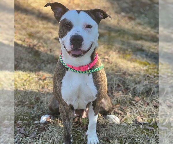 Medium Photo #5 American Pit Bull Terrier Puppy For Sale in Cranford, NJ, USA