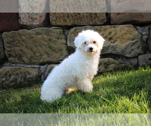 Father of the Maltese puppies born on 02/10/2025