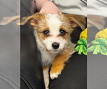 Small #1 Mutt