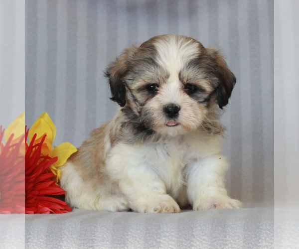 Medium Photo #3 Zuchon Puppy For Sale in NARVON, PA, USA