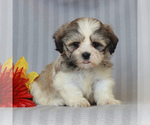 Small Photo #3 Zuchon Puppy For Sale in NARVON, PA, USA