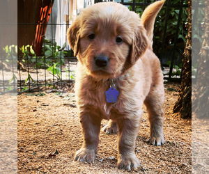Golden Retriever Puppy for Sale in SAN DIEGO, California USA
