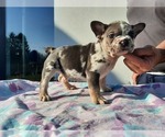 Small Photo #3 French Bulldog Puppy For Sale in Kaposvar, Somogy, Hungary