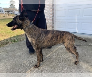 Mother of the Dutch Shepherd Dog puppies born on 11/30/2021