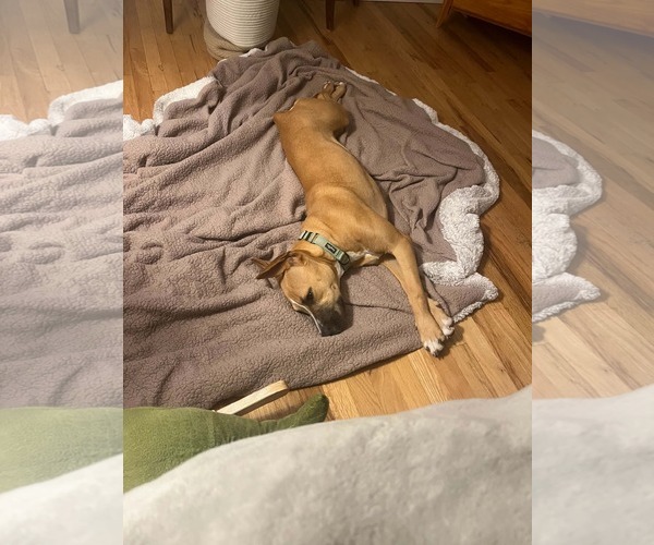 Medium Photo #4 Boxer-Unknown Mix Puppy For Sale in Woodbury, NY, USA