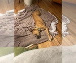 Small #3 Boxer Mix