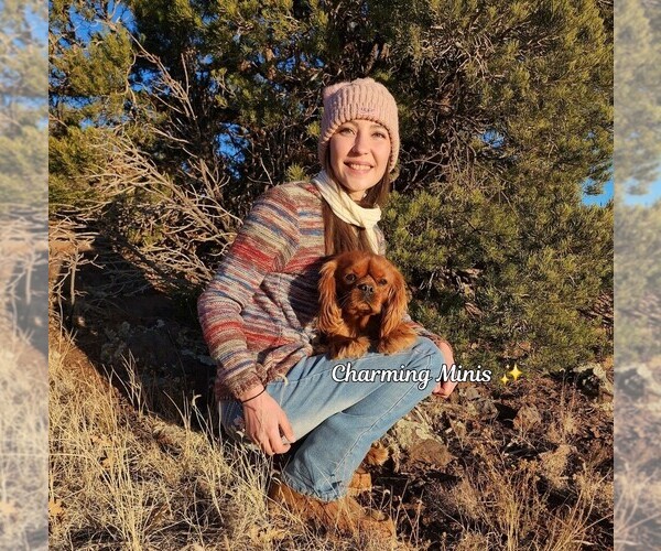 Medium Photo #1 Cavalier King Charles Spaniel-Miniature Australian Shepherd Mix Puppy For Sale in GILBERT, AZ, USA