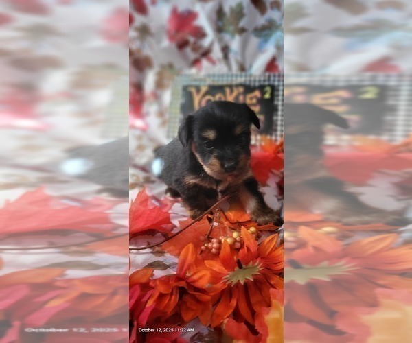 Medium Photo #10 Yorkshire Terrier Puppy For Sale in AKRON, OH, USA
