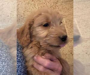 Goldendoodle Puppy for sale in SCOTTSDALE, AZ, USA