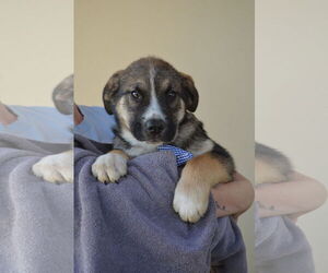 Mutt Dogs for adoption in McKinney, TX, USA